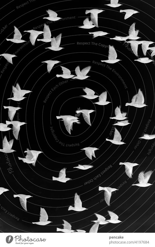 objektiv | negativ Filmmaterial analog belichtung belichtet Negativ schwarz-weiss fotografie vogel Schwarm Vogelschwarm Stern Foto