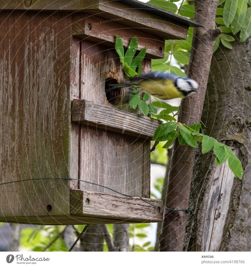 Meise im Sturzflug - Blaumeise verlässt pfeilschnell das Vogelhaus Vögel fliegen Garten Tier Wildtier Bewegungsunschärfe unscharf Meisenkasten Singvogel