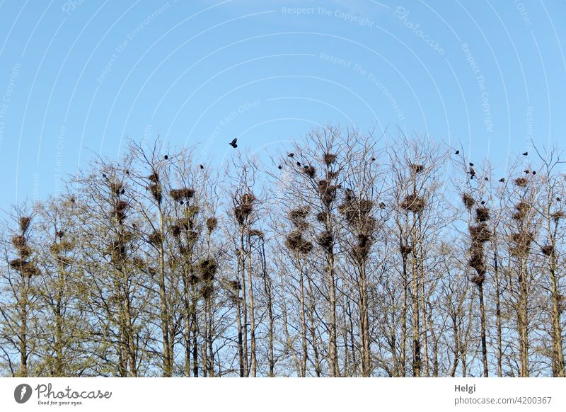 Krähenkolonie - viele Krähen nisten in hohen kahlen Bäumen vor blauem Himmel Vogel Krähennest Baum hoch Brutkolonie Frühling schwarz Tier fliegen Rabenvögel