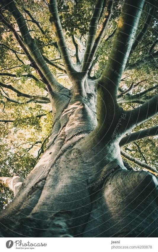 Alt wie ein Baum... | ein uralter riesiger knorriger Baum mit Blätterdach aus der Froschperspektive Baumstamm Kraft kräftig Natur Holz Wald Pflanze hoch