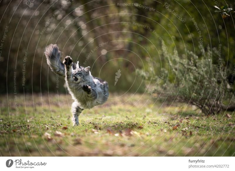 verspielte Maine Coon Katze läuft im Freien auf Gras Rassekatze Haustiere maine coon katze Langhaarige Katze katzenhaft fluffig Fell schön Natur Garten