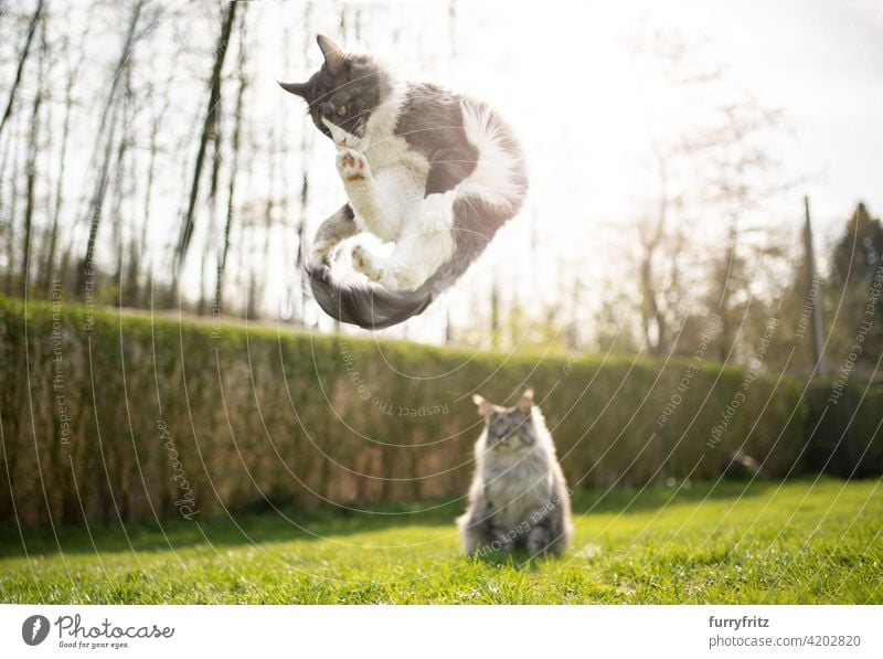 verspielte Katze springt eine andere Katze beobachten lustig Rassekatze Haustiere maine coon katze Langhaarige Katze im Freien katzenhaft fluffig Fell schön