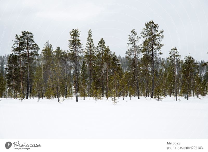 Schöne und entspannende Landschaft. Schnee in einem Wald in Lappland, Finnland, Europa gefroren natürlich Wetter Park Saison Holz Eis Bäume Szene schön