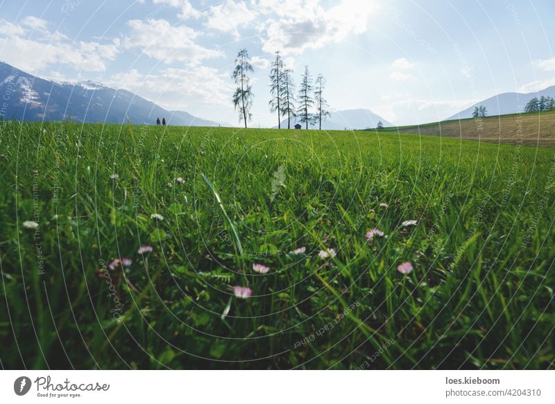 Pärchen beim Wandern durch alpine Berglandschaft mit fünf großen Lärchen in grüner Frühlingswiese, Mieminger Plateau, Tirol, Österreich Gras Baum Wiese