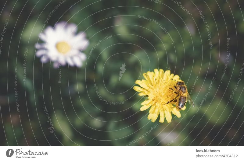 Luftaufnahme einer mit Pollen bedeckten Biene, die auf einem Löwenzahn sammelt, mit unscharfer Wiese und Gänseblümchen, Österreich Blume Blüte Antenne geblümt