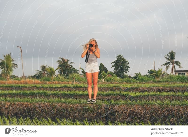 Blonde Frau beim Fotografieren in einem Reisfeld in Kajsa Pflanze grün Bauernhof Ackerbau Feld Natur Landschaft Lebensmittel Ernte Hintergrund Asien Thailand