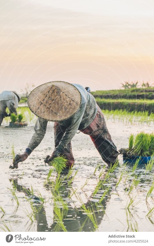 Zwei Arbeiter arbeiten in einem Reisfeld Pflanze grün Bauernhof Ackerbau Feld Natur Landschaft Lebensmittel Ernte Hintergrund Asien Thailand natürlich im Freien