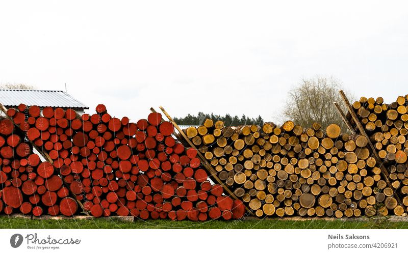 Holzeinschlag im Wald. Frisch geschlagene Baumstämme aufgestapelt. Holzlager für die Industrie. Gelbe und rote Baumstämme Natur grün Himmel Markt Ackerbau Feld