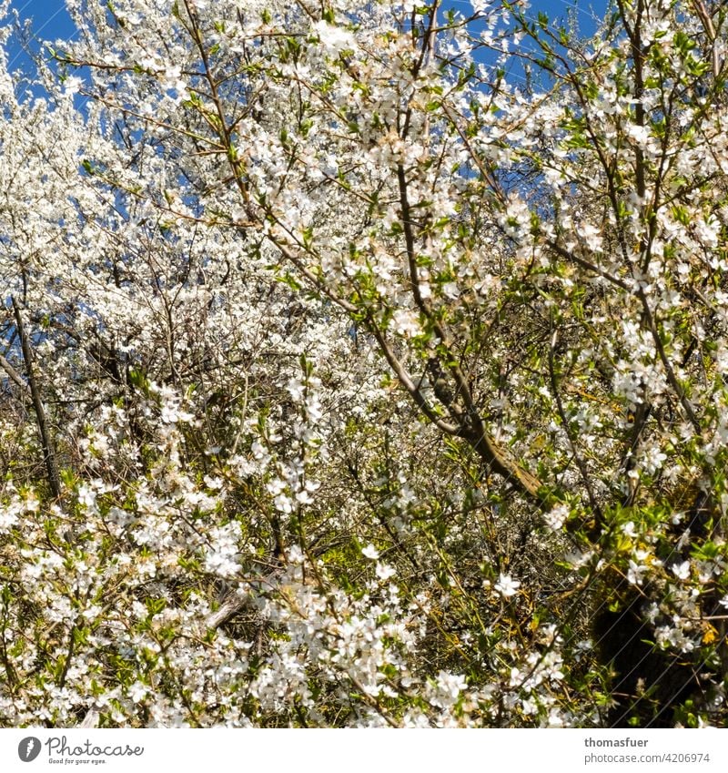 Frühlingsblüten Blumen Blüte Blütenmeer Überfluß Frühlingserwachen Pflanze Außenaufnahme blühen Natur Romantik Frühlingsgefühle Himmel blau Baum
