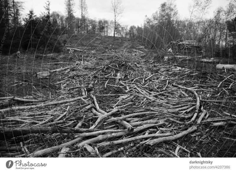 Gerodeter Wald aus Fichten, abgeholzter Forst nach einem Befall durch Borkenkäfer baumstämme Abholzung Zerstörung Waldsterben Umweltschutz Baumstamm Holz Klima