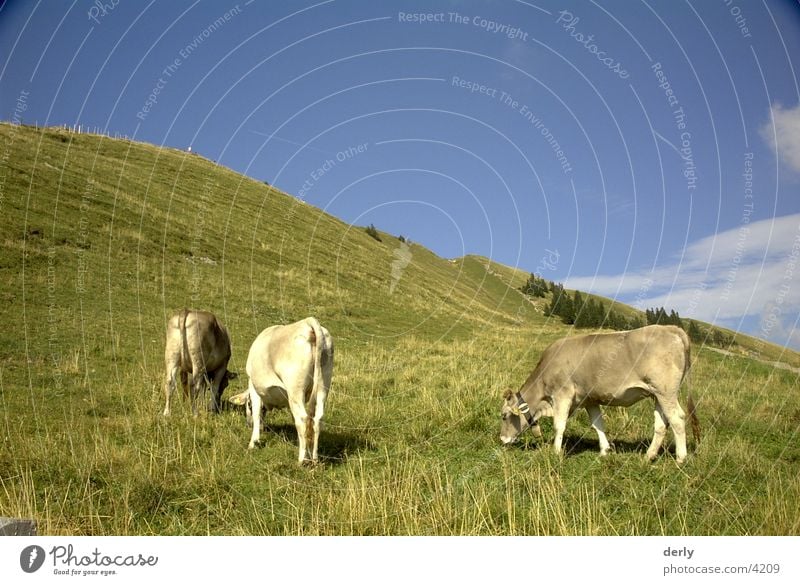 Weidende Kühe Kuh Wiese Verkehr Alpen Berge u. Gebirge