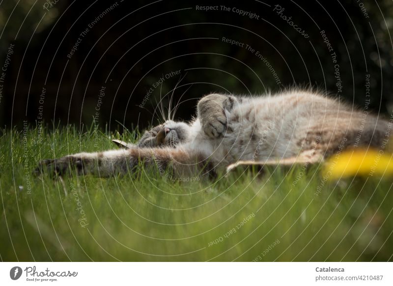 Eine Katze schläft entspannt im Gras, es ist Frühling, der Löwenzahn blüht Natur Flora Fauna Tier Haustier schlafen enstpannt Ruhe geniessen Pflanze Blüte