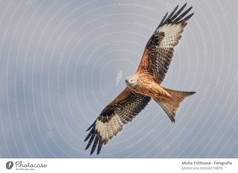 Fliegender Rotmilan Roter Milan Milvus milvus Vogel im Flug Greifvogel Kopf Schnabel Auge Flügel Flügelspanne Federn Gefieder Flügelschlag Himmel Sonnenschein