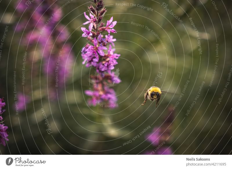 Eine Biene sammelt Nektar von leuchtend lila Blüten. Sommerblühender Blutweiderich, Lythrum tomentosum oder Ähriger Blutweiderich und Purpur-Lythrum auf grünem, blauen Hintergrund