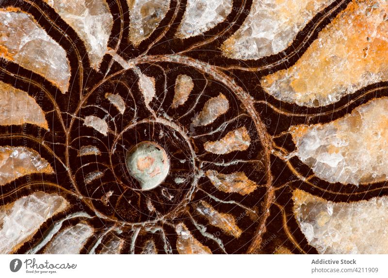 Hintergrundtextur eines Ammonitenfossils Kreidezeit Marokko antik Kopffüßer Kammern Nahaufnahme kristallin kristallisiert detailliert ausgestorben versteinert