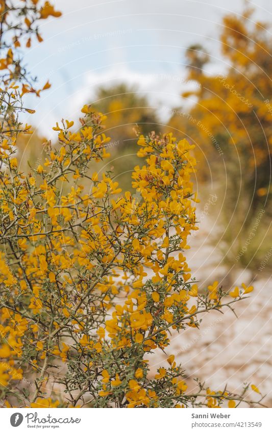 gelber Mimosen Strauch im Park Natural Mallorca Mimosengewächse Pflanze grün Farbfoto Blüte Außenaufnahme sensibel Sträucher Blume Menschenleer Tag Nahaufnahme