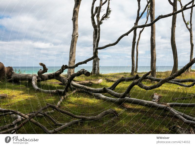 Tote und halbtote Bäume im Gespensterwald an der Ostsee Küste Geisterwald Baum absterben Licht heiter gespenstisch Diagonale Wolken Meer Aussicht Steilhang