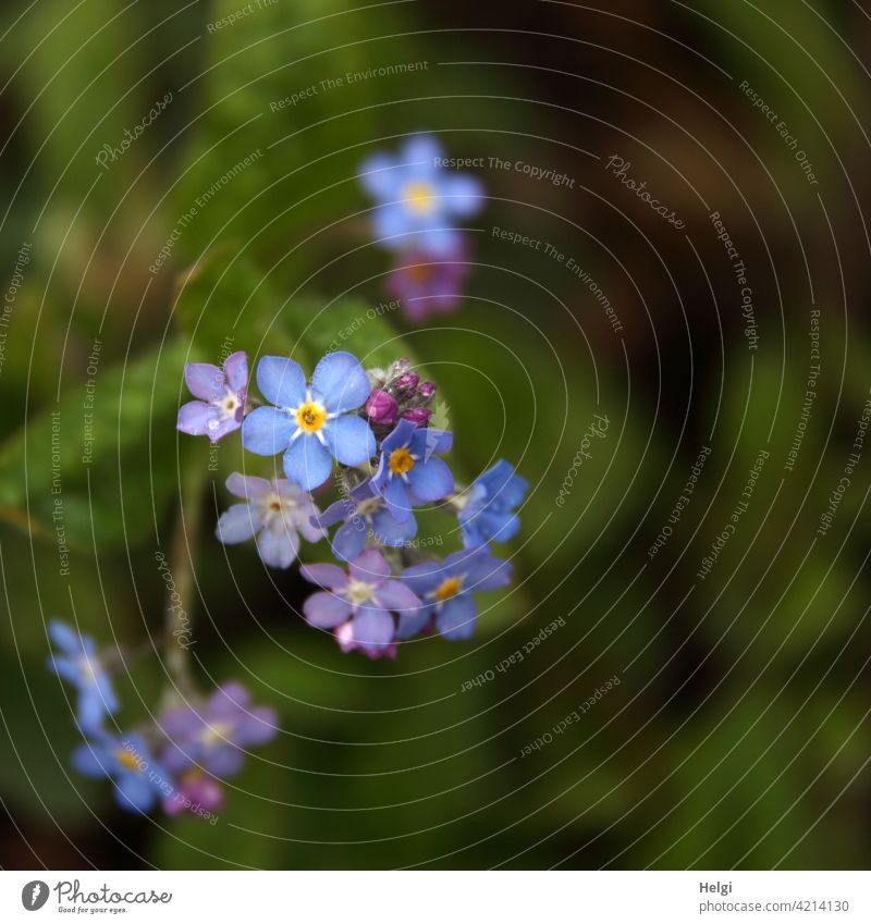 Vergissmeinnicht Blume Blüte Vergißmeinnicht Pflanze Frühling Natur Farbfoto Schwache Tiefenschärfe Blühend Menschenleer Nahaufnahme Außenaufnahme Garten