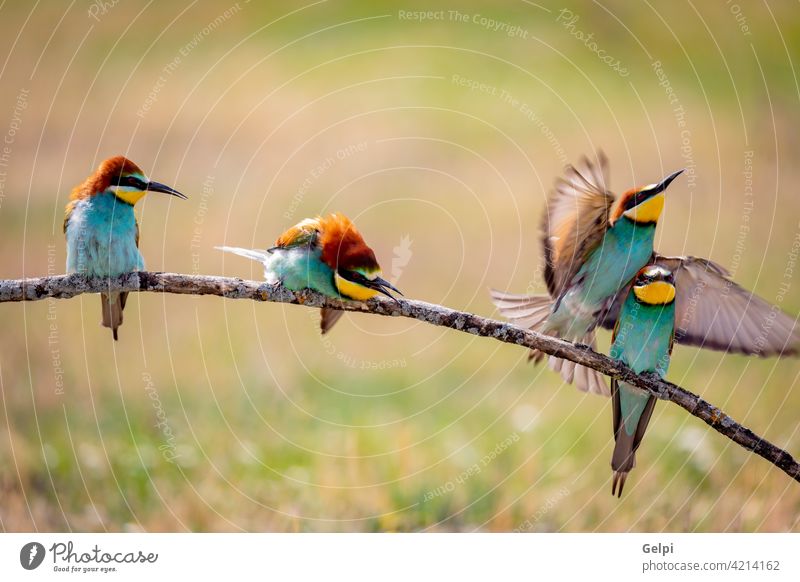 Verschiedene Verhaltensweisen von Bienenfressern Vogel Schönheit Natur Farbe bunt Zweig vielfarbig vier Tierwelt Liebe Sitzen Sonnenlicht Esser Feder wild