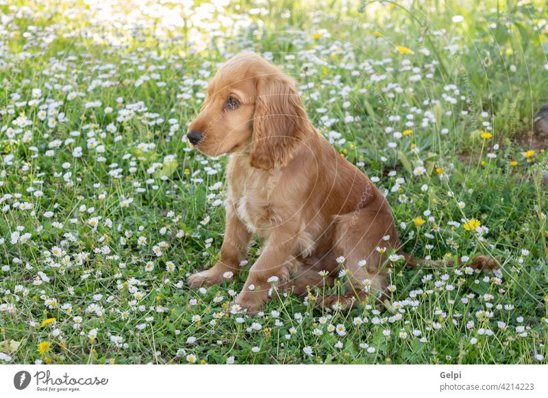 Kleiner Cocker Spaniel Hund mit einem schönen blonden Haar außerhalb Haustier Blütezeit Frühling Tier jung Gras züchten heimisch Porträt niedlich Blume Natur