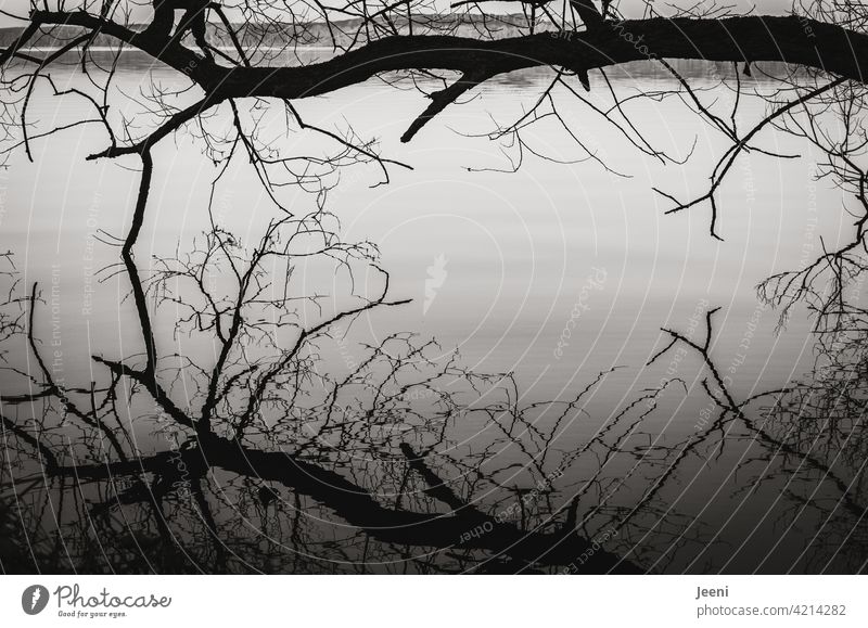 Kahler Baum über dem See mit Spiegelung in der glatten Wasseroberfläche Stimmung Landschaft Reflexion & Spiegelung Natur Seeufer Dämmerung Spiegelbild kahl kühl