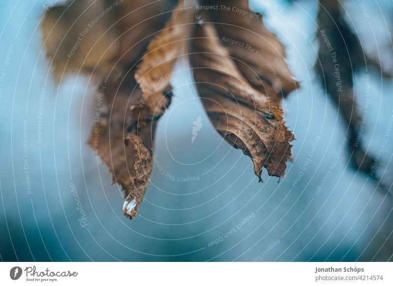 Zweig mit braunen Blättern im Winter mit Tropfen Makro Menschenleer Tag Nahaufnahme Außenaufnahme Hintergrundbild Farbfoto Strukturen & Formen Herbstlaub