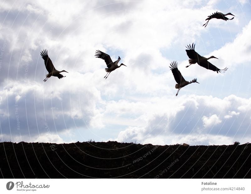 Storchenflug II Vögel Vogel Tier Außenaufnahme Farbfoto Wildtier Natur Tag Menschenleer Umwelt weiß Weißstorch Himmel schwarz Schönes Wetter blau