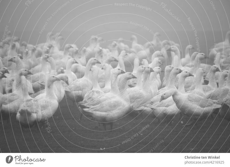Gänse auf der Wiese im Nebel Gans Gänsewiese Geflügel Geflügelfarm Nutztier Vogel Tier Geflügelhof weiß Bauernhof Tierporträt Freilandhaltung freilaufend