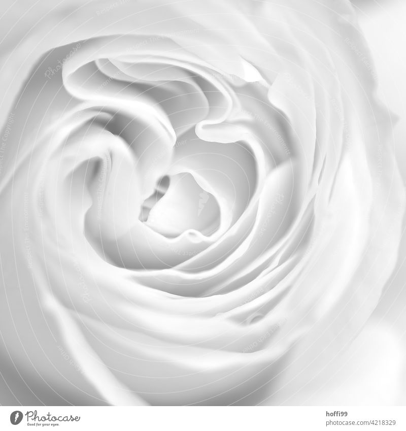 Weiße Rose abstrakt schwarz Nahaufnahme Blume weiß Blüte Natur Schönheit schön geblümt natürlich Frühling Blütezeit Blütenblatt Flora Überstrahlung Sommer hell