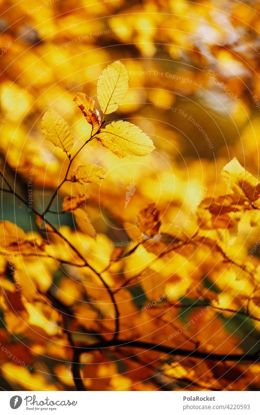 #A0# Herbstgold Außenaufnahme Herbstwetter Herbstlaub positiv Spaziergang draußensein Natur Herbststimmung Herbstlandschaft Herbstwald Herbstbeginn