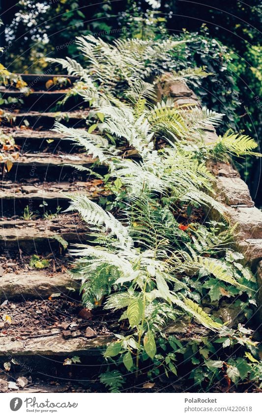 #A0# Verwachsener Aufstieg Treppe Treppenstufen Farn Farne farnwuchs alt Natur Farnblatt verwachsen verwahrlost Botanik grün Pflanze Echte Farne Grünpflanze