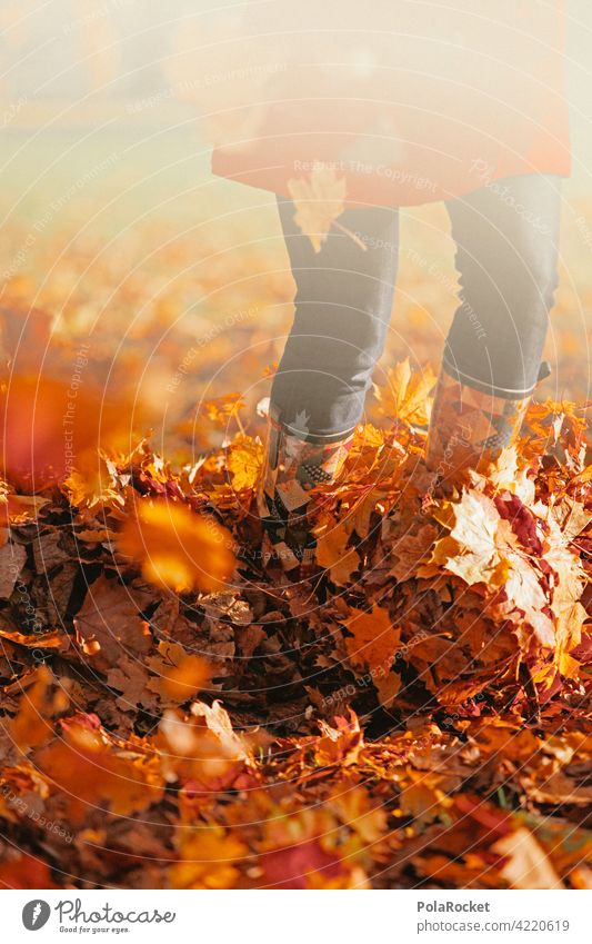 #A0# Herbstlaub Außenaufnahme Herbstwetter positiv Spaziergang draußensein Natur Herbststimmung Herbstlandschaft Herbstwald Herbstbeginn Herbstfärbung herbst