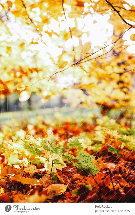 #A0# Herbstgelb Naturliebe Naturerlebnis laub herbst herbstlich Herbstfärbung Herbstbeginn Herbstwald Herbstlandschaft Herbststimmung draußen draußensein