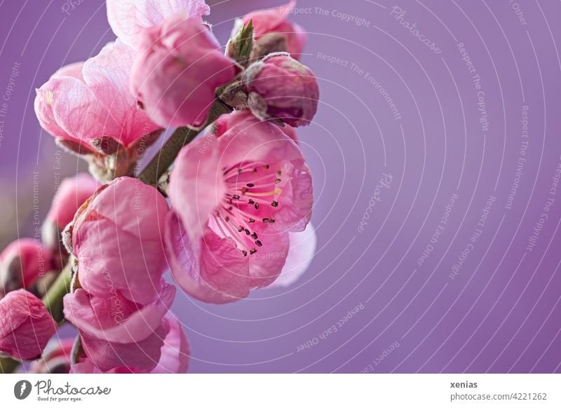 Zart und rosa: Aprikosenblüte am Zweig vor violetten Hintergrund Blüte Frühling Blühend Knospe Frühlingsgefühle Aprikosenbaum Obstblüte schön Duft Blüten zart