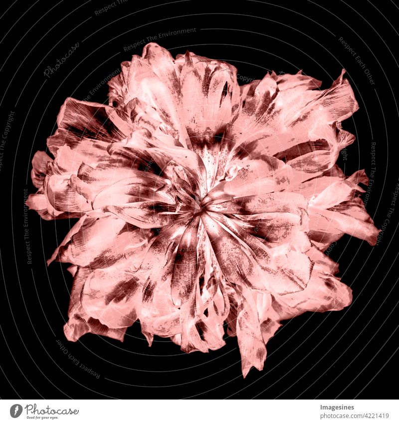 Röntgenaufnahme einer leuchtenden und verwelkten Tulpe Kreativ Kunst schön Pflanze Blüte dunkel schwarz Hintergrund projiziert verblasst Blume abstrakt