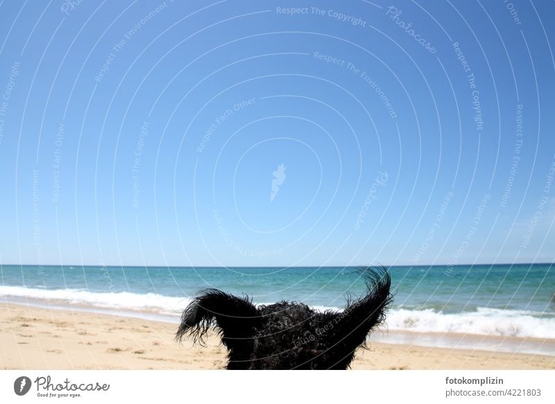 witzige Hundeohren vor strahlend blauem Meer und Himmel lustig Urlaubsfoto Tier Haustier Strand Strandleben Urlaubsstimmung Sonnenschein genießen frei hören