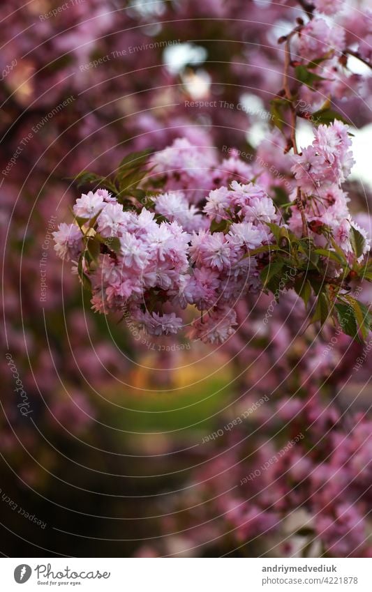 Zweige eines Baumes, ein Busch mit rosa Blüten Frühling. schöne rosa blühende sakura Blume Buchse Überstrahlung Hintergrund Garten Natur Nahaufnahme Pflanze