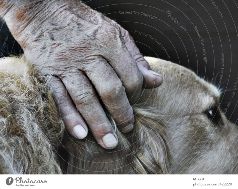 Eco und Umberto Mensch Hand Finger 60 und älter Senior Tier Haustier Hund Gefühle Schutz Geborgenheit Einigkeit loyal Sympathie Freundschaft Zusammensein