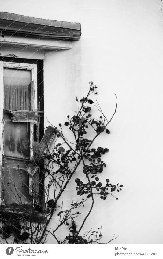 Vergänglichkeit - altes Fenster mit Rosenranke in schwarz weiss Einsamkeit verfallen Ruine Verfall kaputt Gebäude Haus Vergangenheit Fassade Wand Mauer