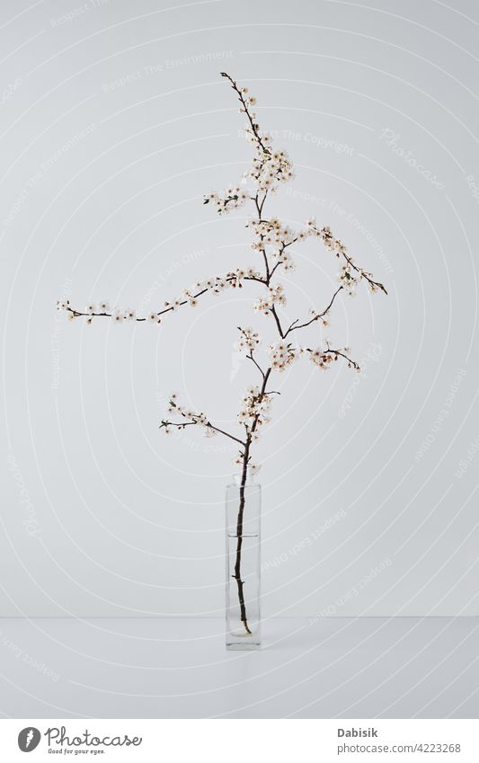 Blossom Kirsche Brunch in Vase auf weißem Tisch Ast Blume Hintergrund Blüte heimwärts Leben Frühling Design Innenbereich Pflanze noch Baum Regal Wand