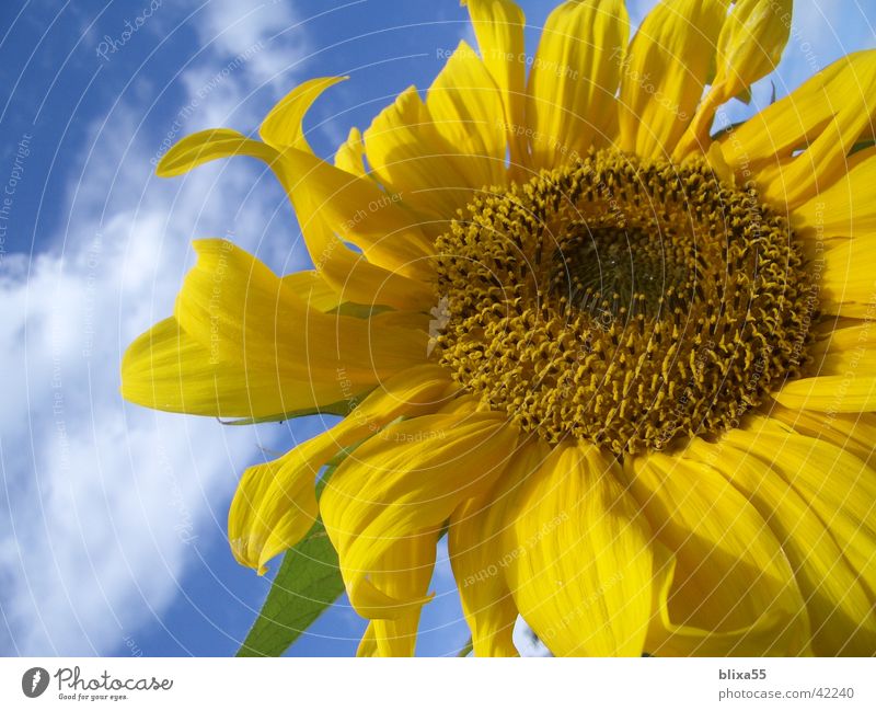 Blütenpracht Sonnenblume gelb Natur Wolken hell-blau Kerne Hildesheim Blume Freundlichkeit Vergänglichkeit Makroaufnahme Nahaufnahme Himmel wolkiger himmel