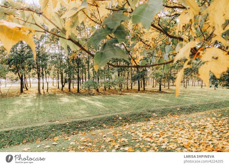 Schöne Herbstlandschaft mit gelben Bäumen, trockene orange Blätter und Sonnenstrahlen. Buntes Laub im Stadtpark. Fallende Blätter auf natürlichem Hintergrund