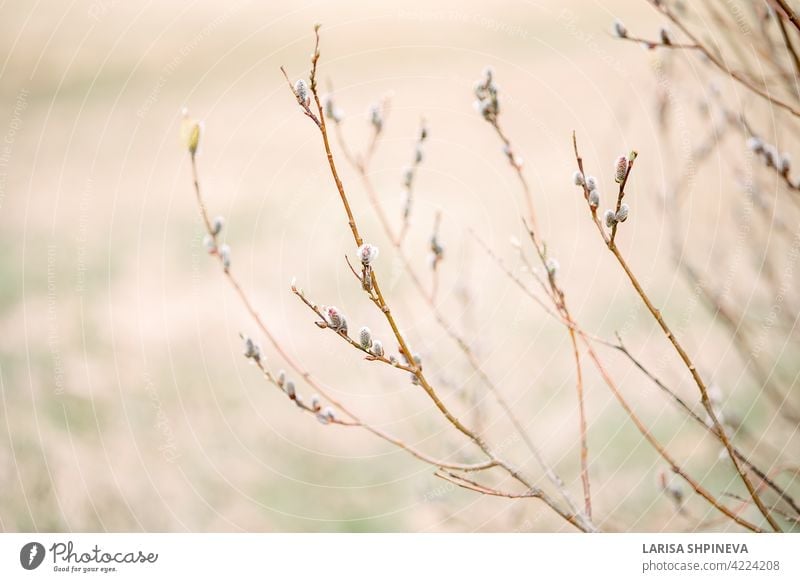 Frühlingslandschaft mit Bäumen mit blühender Trauerweide auf weichem unscharfem Hintergrund. Schöne Osterzweige in sanften Farben mit selektivem Fokus