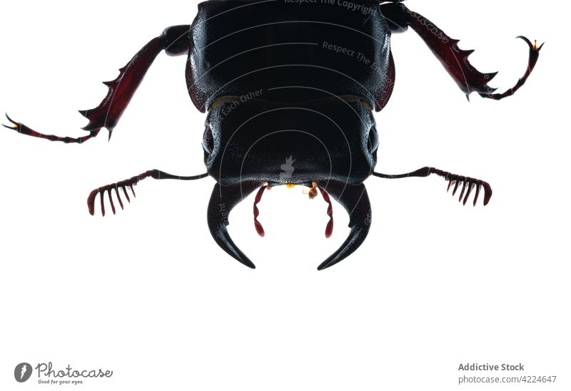 Pseudolucanus barbarossa Lucanus barbarossa von hinten beleuchtet auf weißem Hintergrund schwarzer Käfer pseudolucanus Tierwelt Auge Wanze Laubwerk männlich