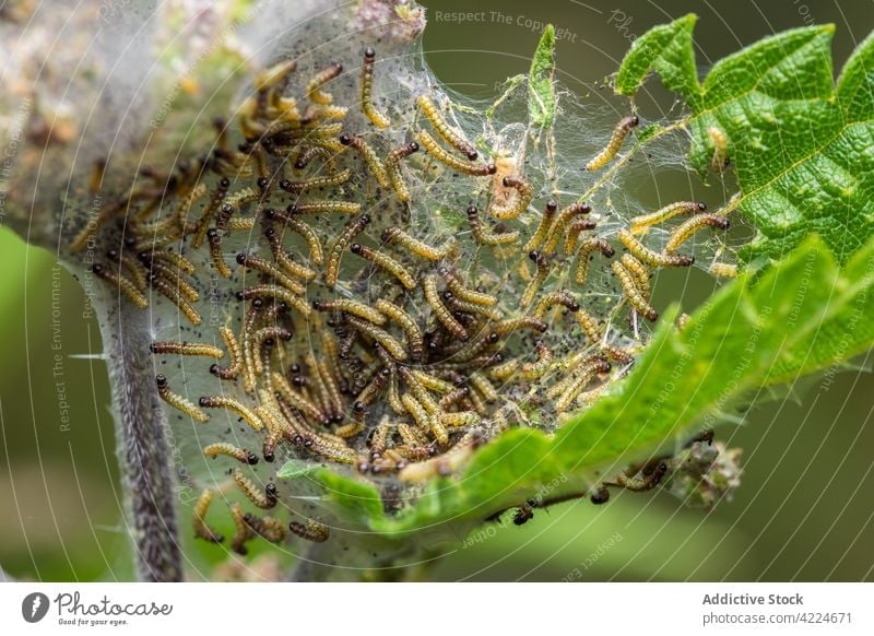Kommunales Netzwerk der Larven der Familie Yponomeutidae Motten kommunales Netz Natur natürlich Wald Tiere Arthropoden Zoologie Insekten Entomologie Entomologe