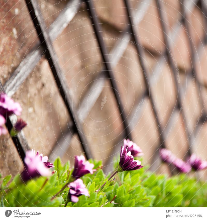 Blumen am Rankengitter blumen garten wachsen rankengitter Hilfe Helfen holz natur balkon draußen hobby gärtnern Sommer zuhause Wachstum Gartenarbeit Frühling