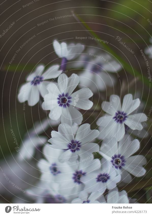 Polsterphlox Bavaria - Blüten in weiß und blau Moos Phlox violett lila blühen blühend zart Frühling Garten Frühlingsblüher Blütenteppich zierlich Bodendecker
