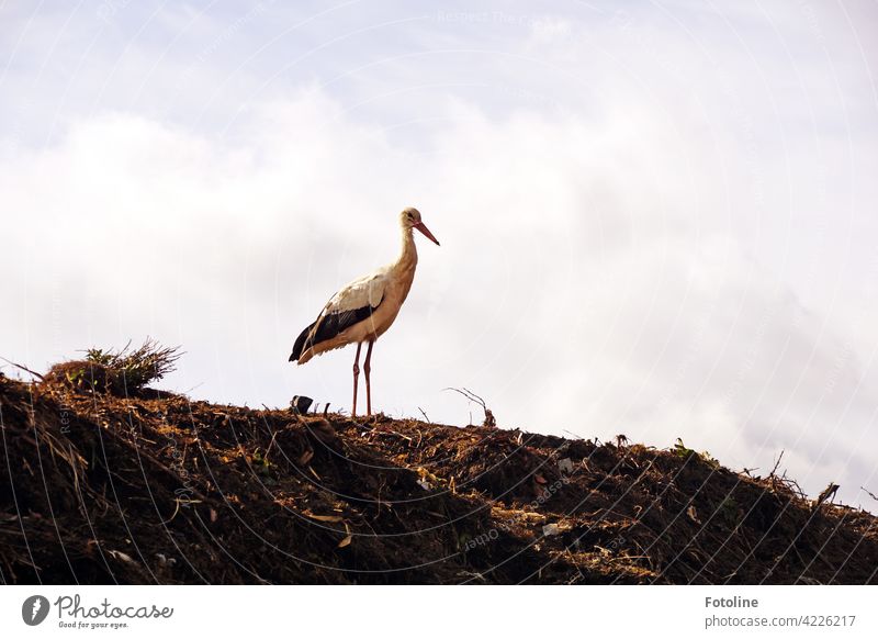 Kalif Storch - wie war noch mal das Zauberwort für die Rückverwandlung Vögel Vogel Tier Außenaufnahme Farbfoto Wildtier Natur Tag Menschenleer Umwelt weiß
