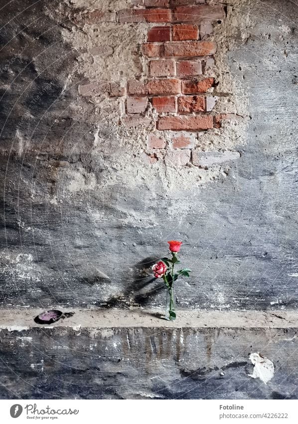 Ein lange verlassener Ort wurde von Bellaluna mit 2 Rosen aufgepimpt. lost places Verfall Vergangenheit Vergänglichkeit alt Wandel & Veränderung kaputt