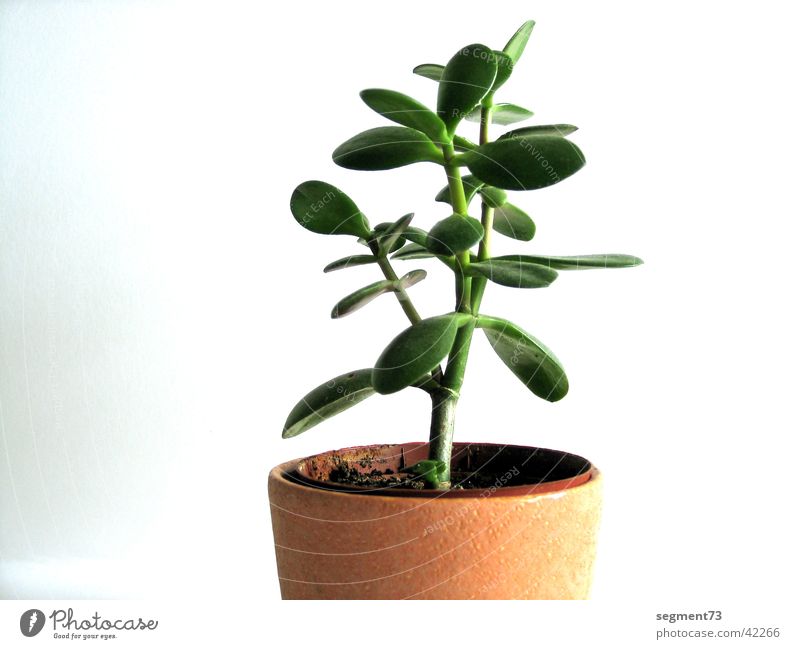 Blume Topf grün Zimmerpflanze Pflanze Wand frisch weiß Blatt
